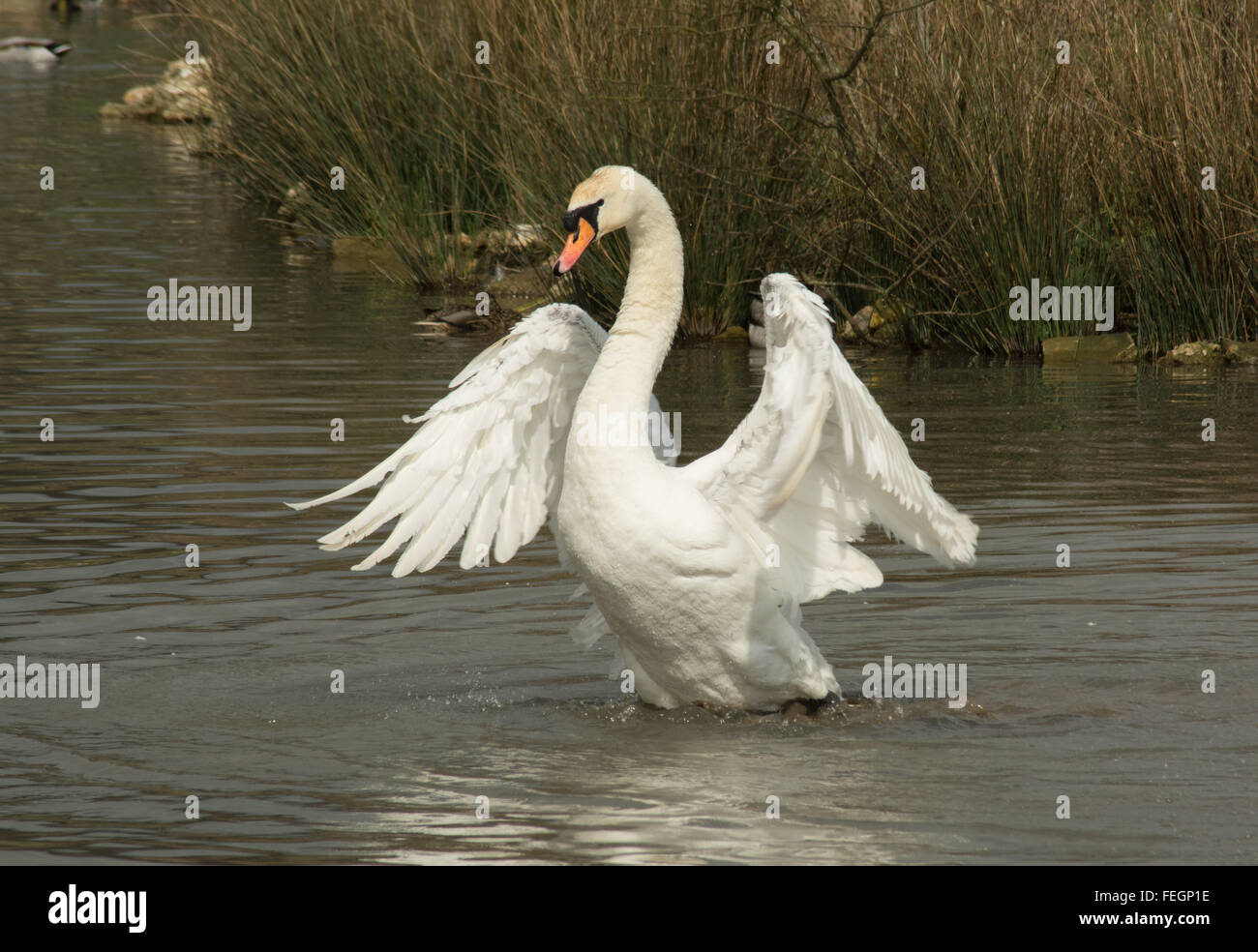 Mute swan with outstretched wings (Cygnus olor Stock Photo Alamy