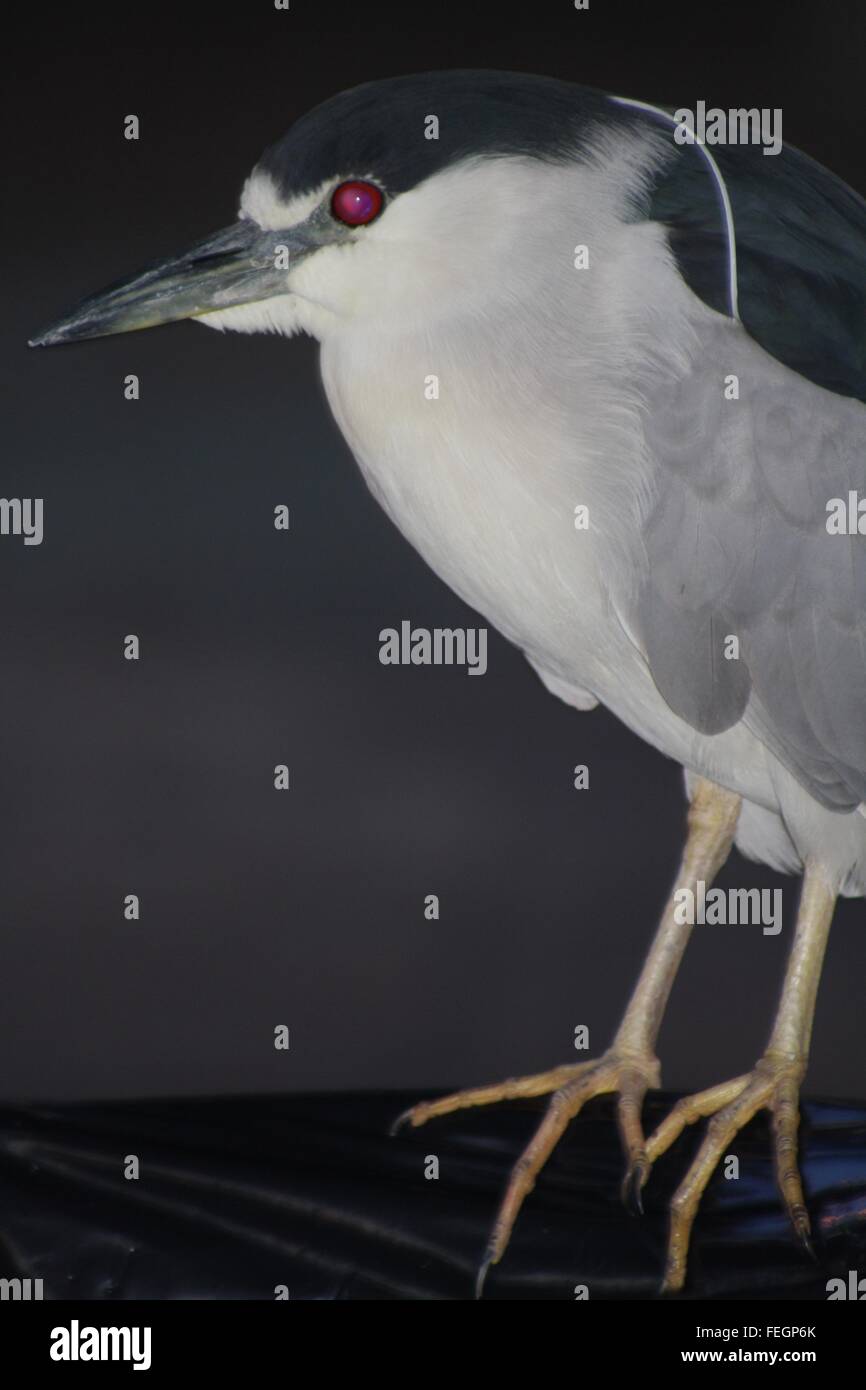 Black Crowned Night Heron Standing on Edge of Trash Receptacle in Local Park at Dusk Stock Photo