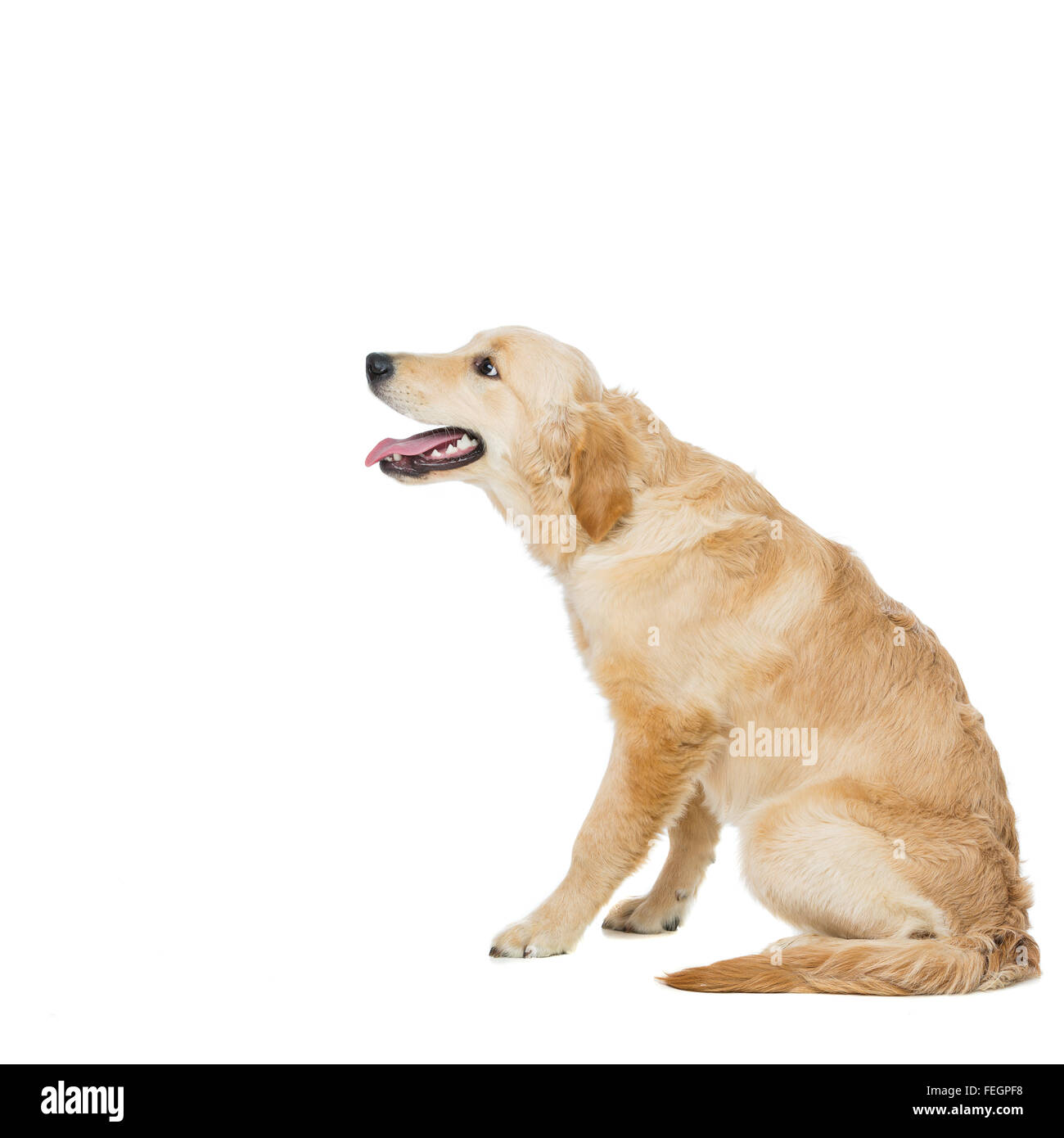 12 Common Beagle Mixes: With Pictures \u0026 Info – Dogster, image size:1300x1390