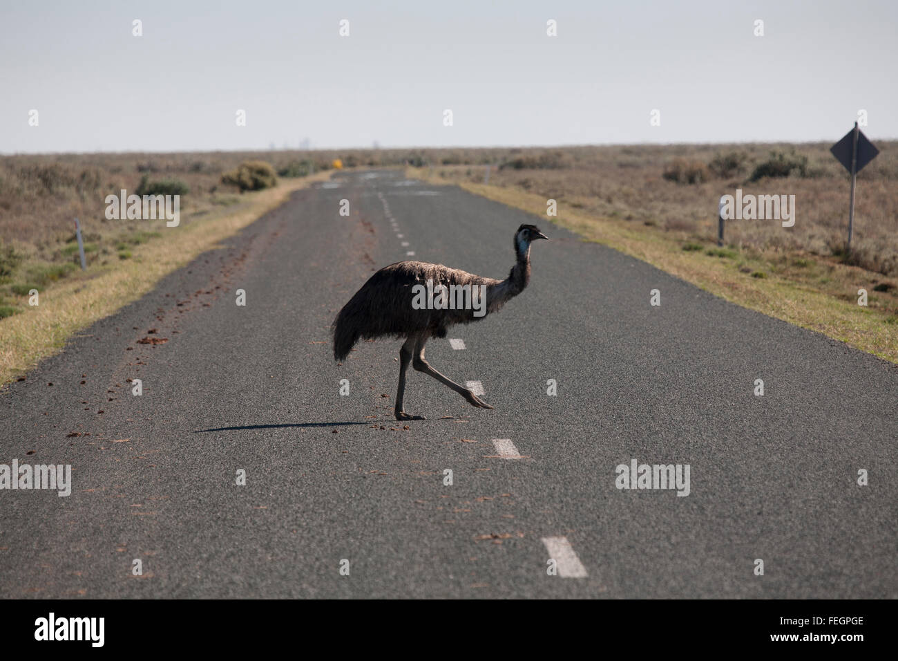 Emu - Australian Flightless Bird Walking Across A Sealed Highway 