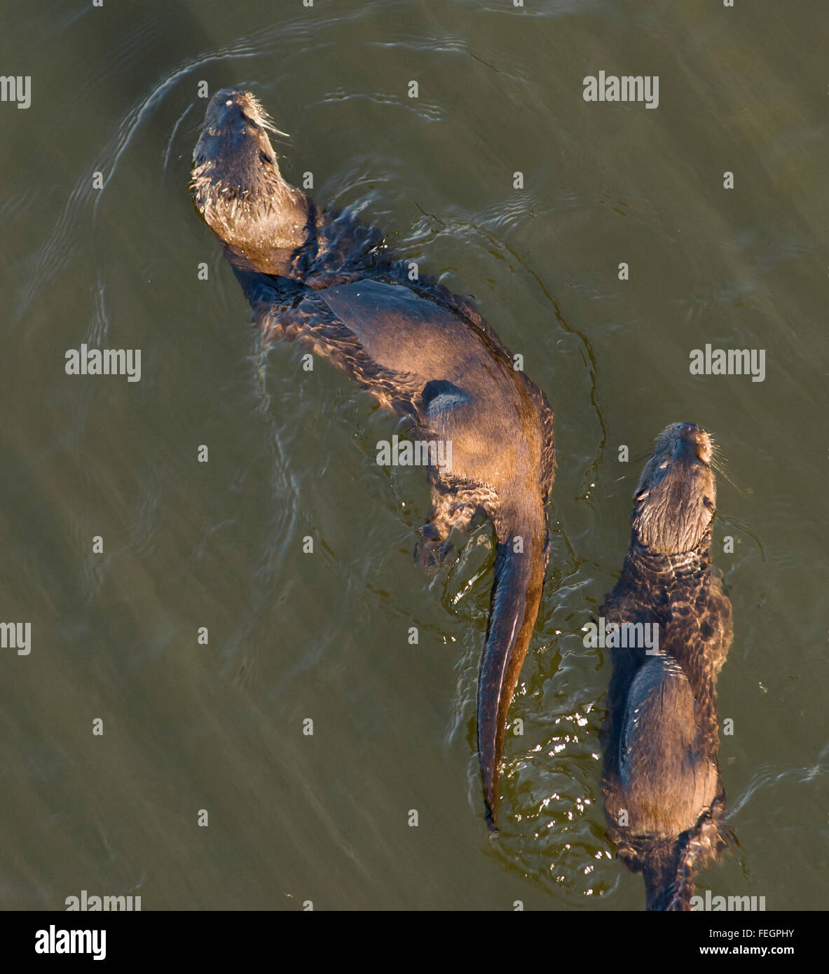 Female otter swimming with young otter in the River Tweed, Northumberland, England Stock Photo