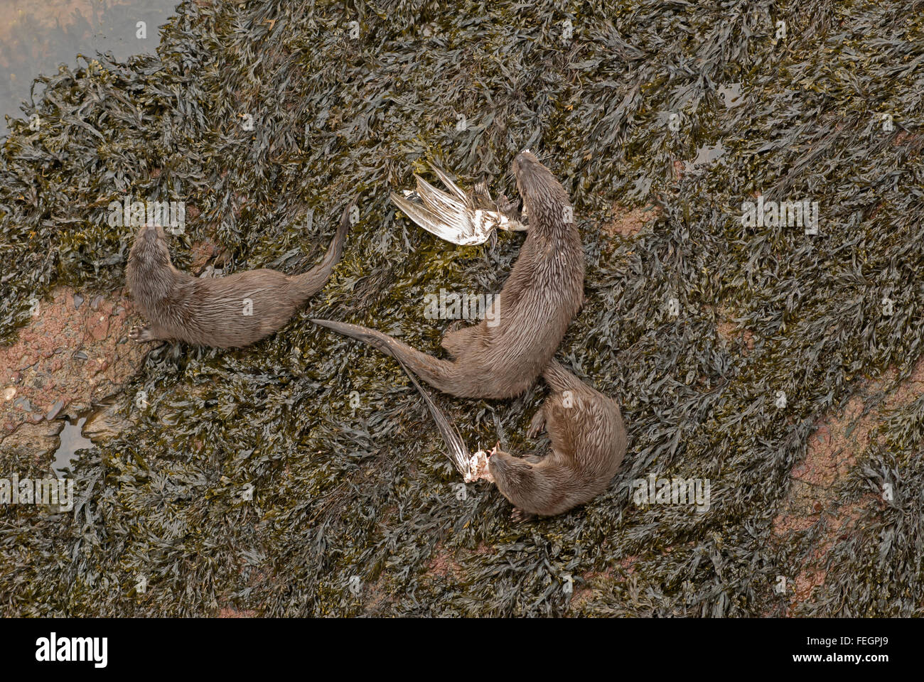 Female otter and two pups eating a dead seagull by the River Tweed Northumberland England Stock Photo