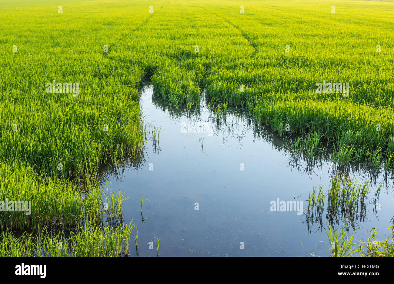 Low angle reflection water in rice farming in Thailand. Stock Photo