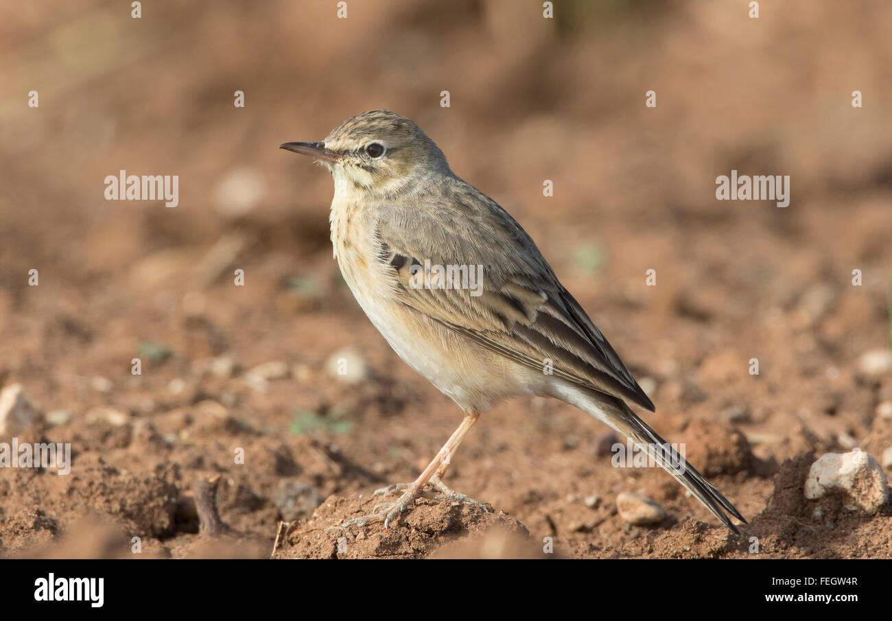 Water Pipit Anthus spinoletta spring mandria cyprus Stock Photo