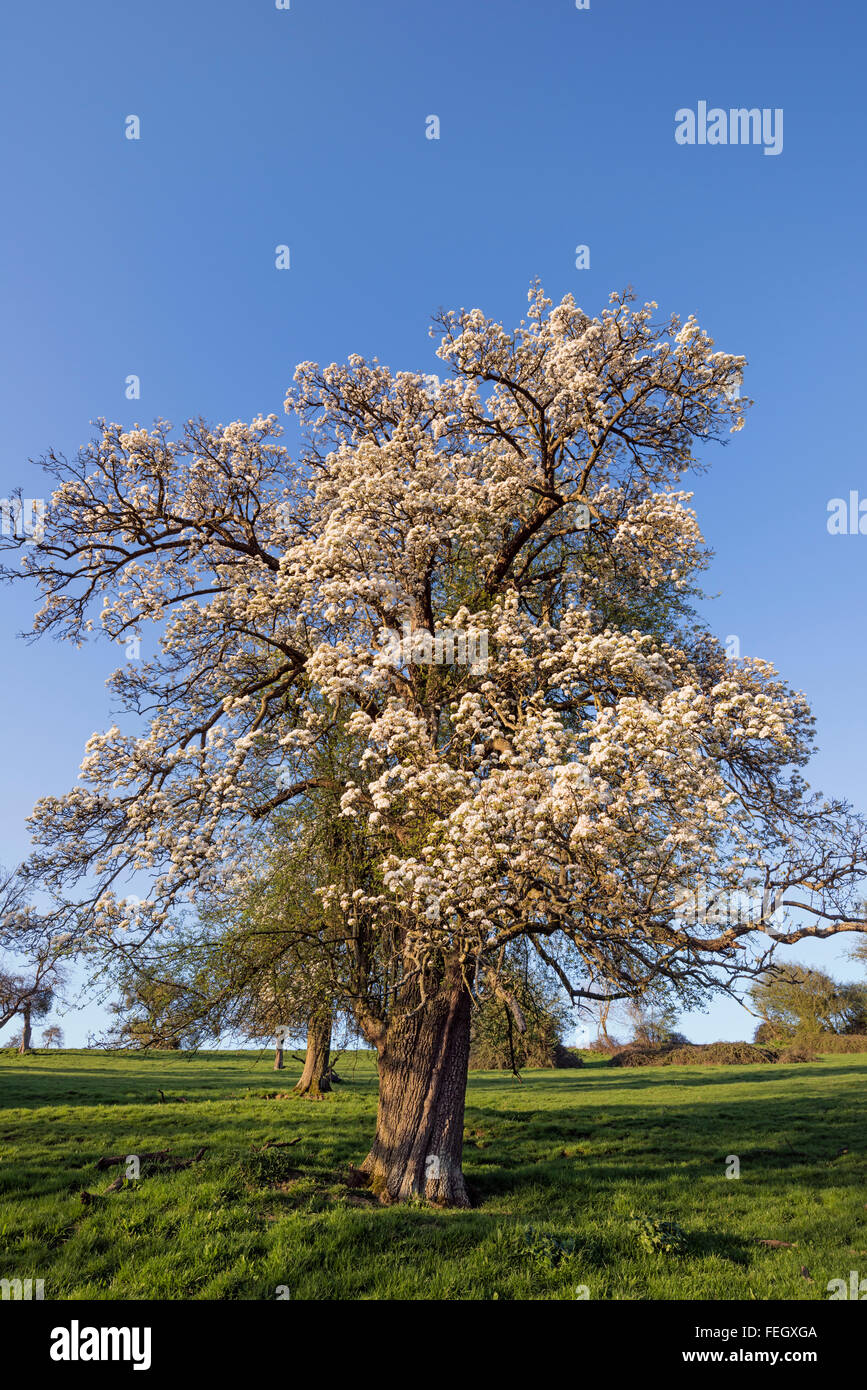 Gloucestershire orchard with pear tree in blossom Stock Photo