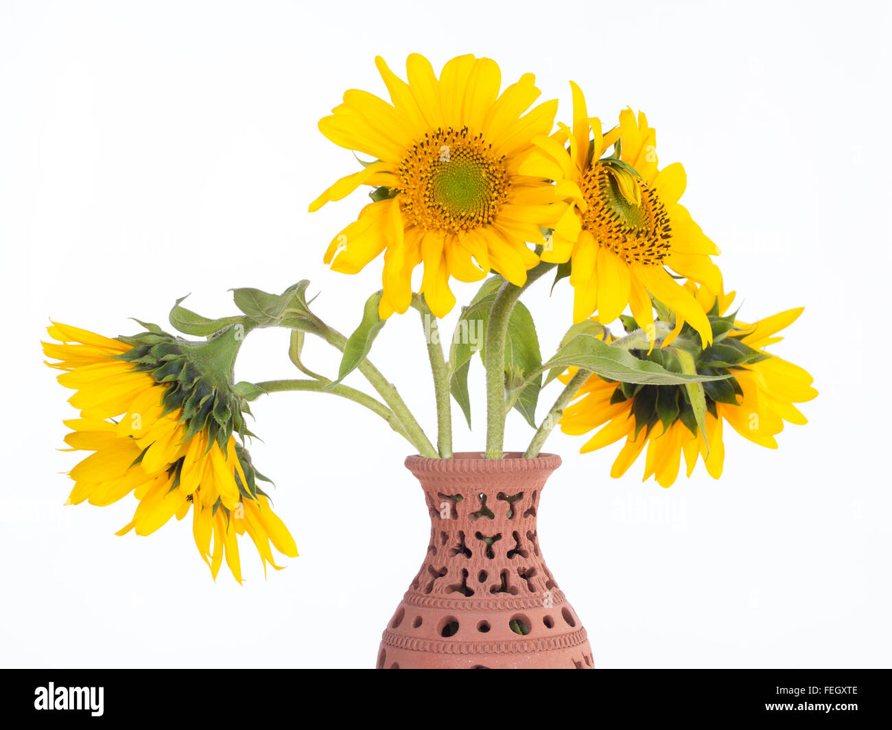 Group of sunflowers placed in a vase of clay Stock Photo - Alamy