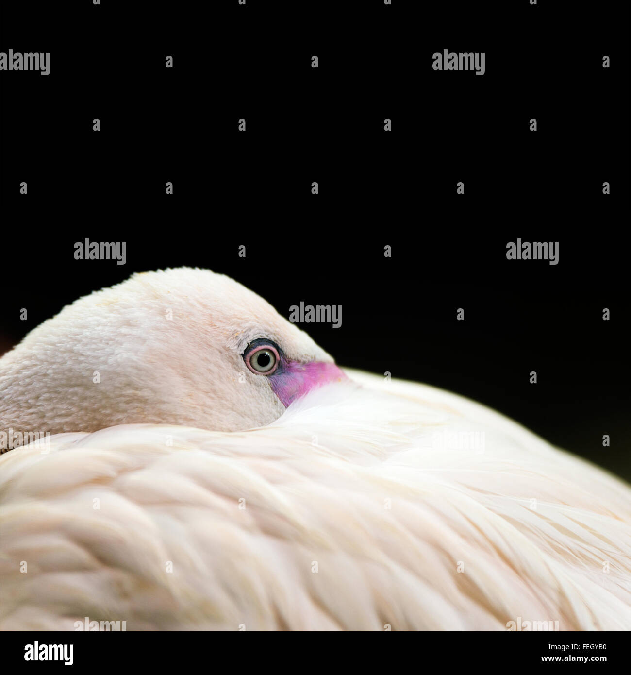 Birds: lesser flamingo, traditional close-up portrait on dark background Stock Photo