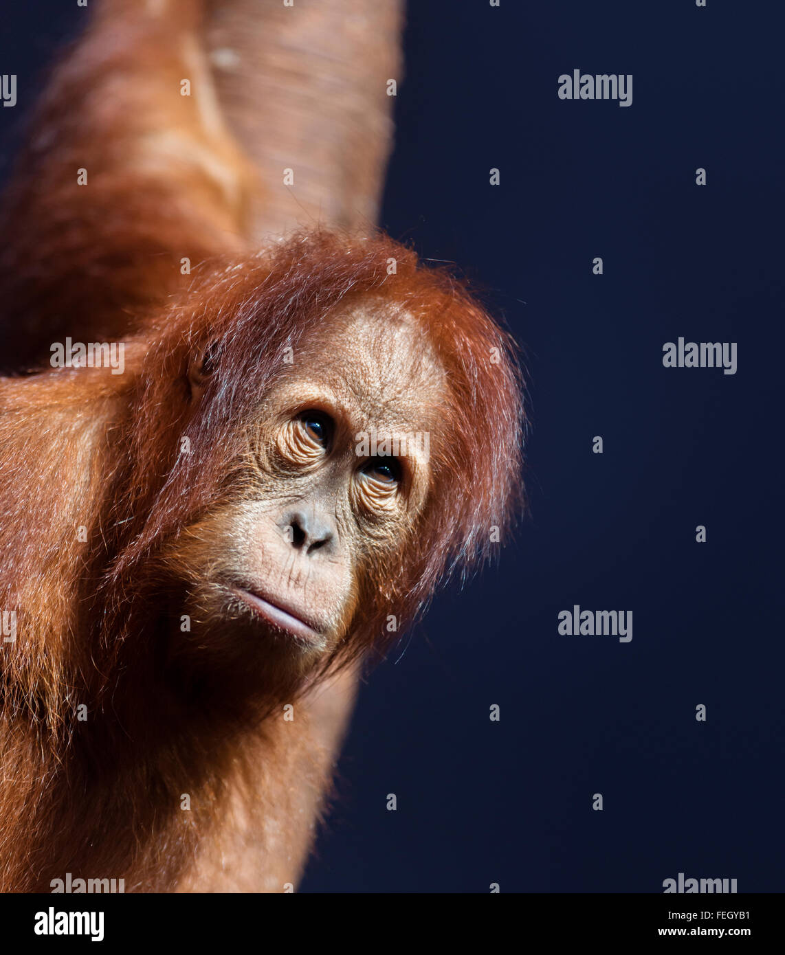 Animals: young orangutan, portrait on dark blue background Stock Photo