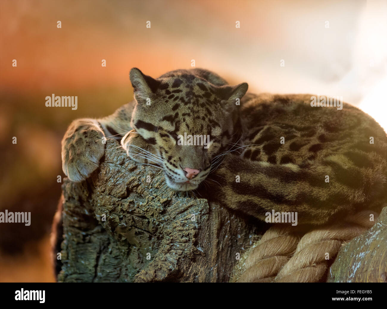 Animals: young clouded leopard (Neofelis nebulosa) having a rest Stock Photo