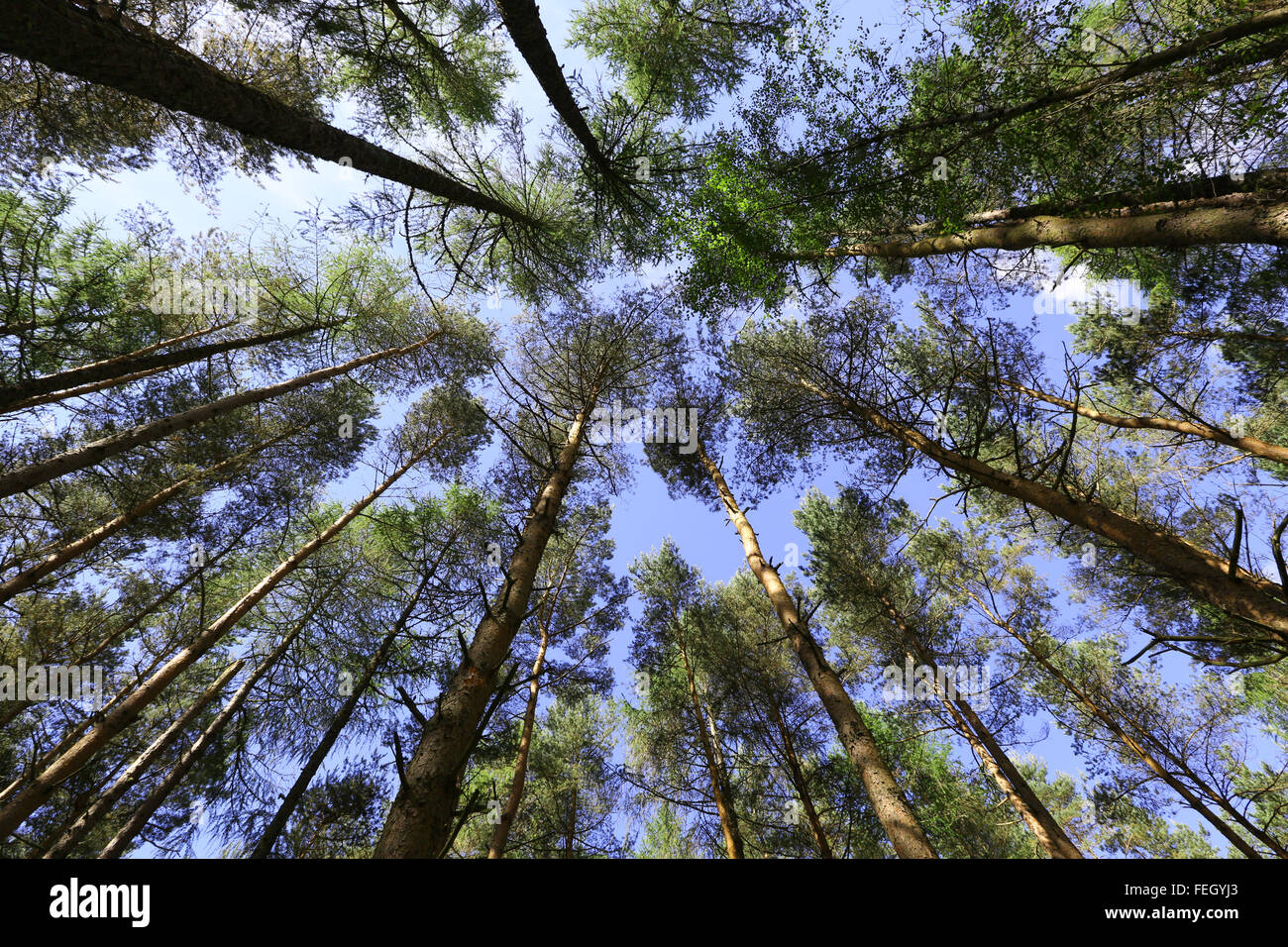 Looking up at tall pine trees in Scotland, uk. Stock Photo