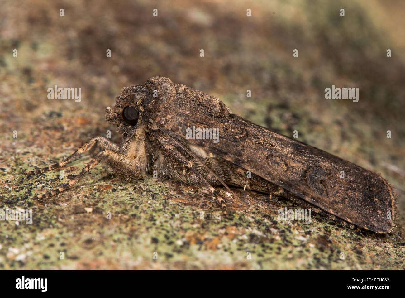 Turnip moth (Agrotis segetum). A moth in the family Noctuidae, seen in profile at rest. This insect is a pest of root vegetables Stock Photo