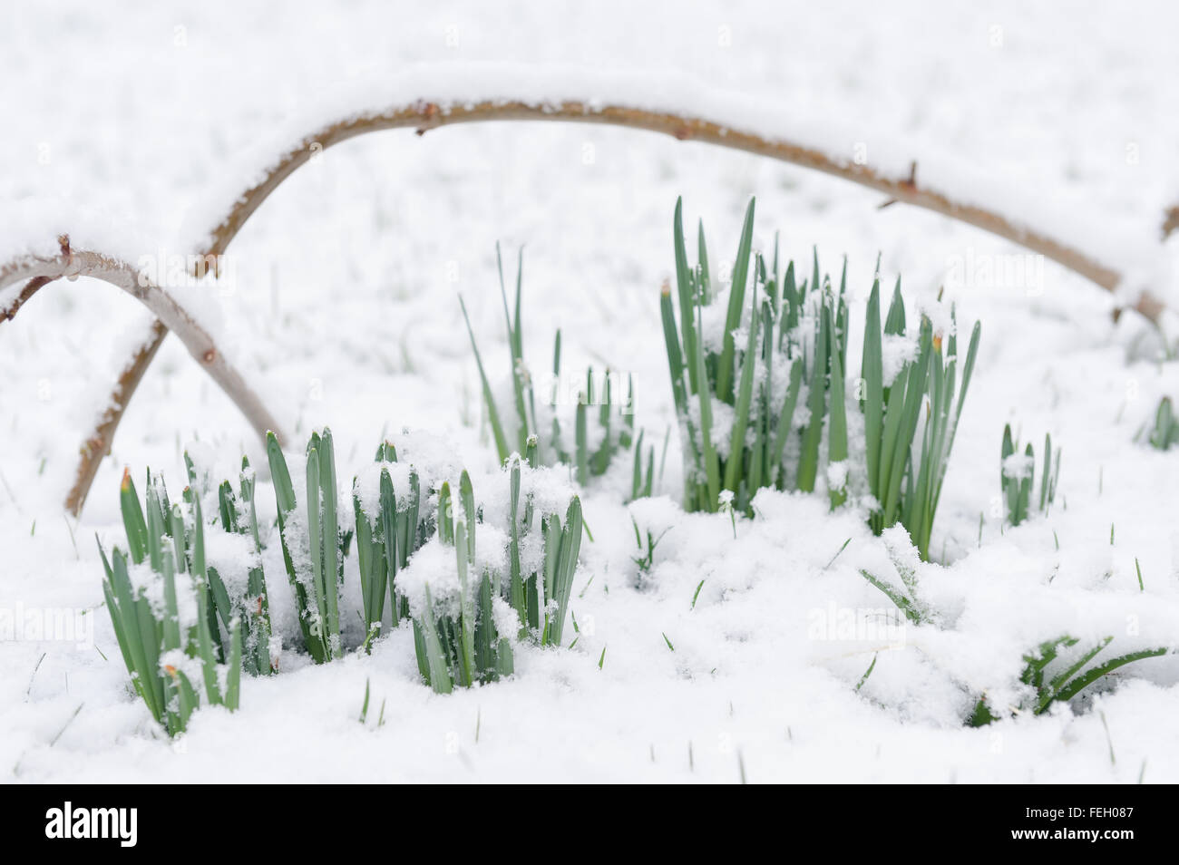 flower buds of daffodils damaged by sudden snow fall freezing conditions damage spring flowers