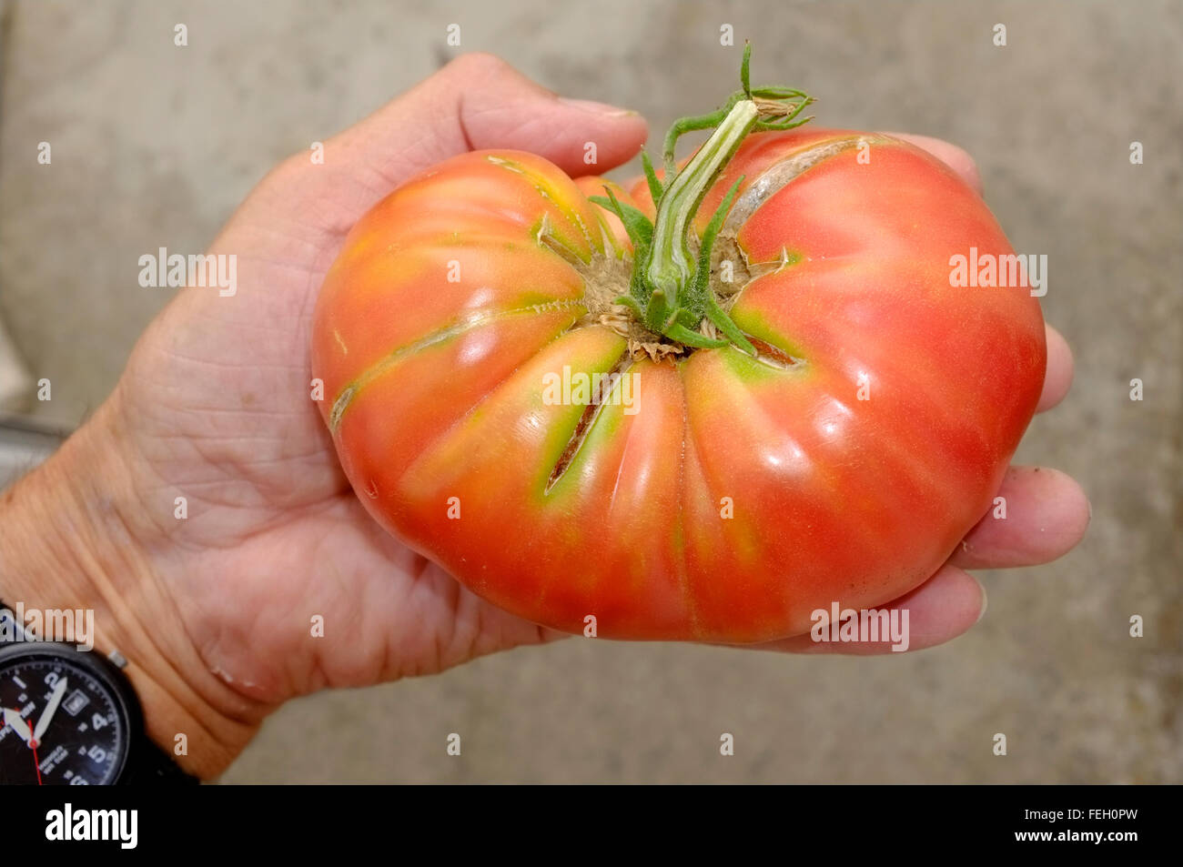 Large, beautiful organically home grown vegetables. Grown in Carcabuey, Cordoba, Andalusia. Spain Stock Photo