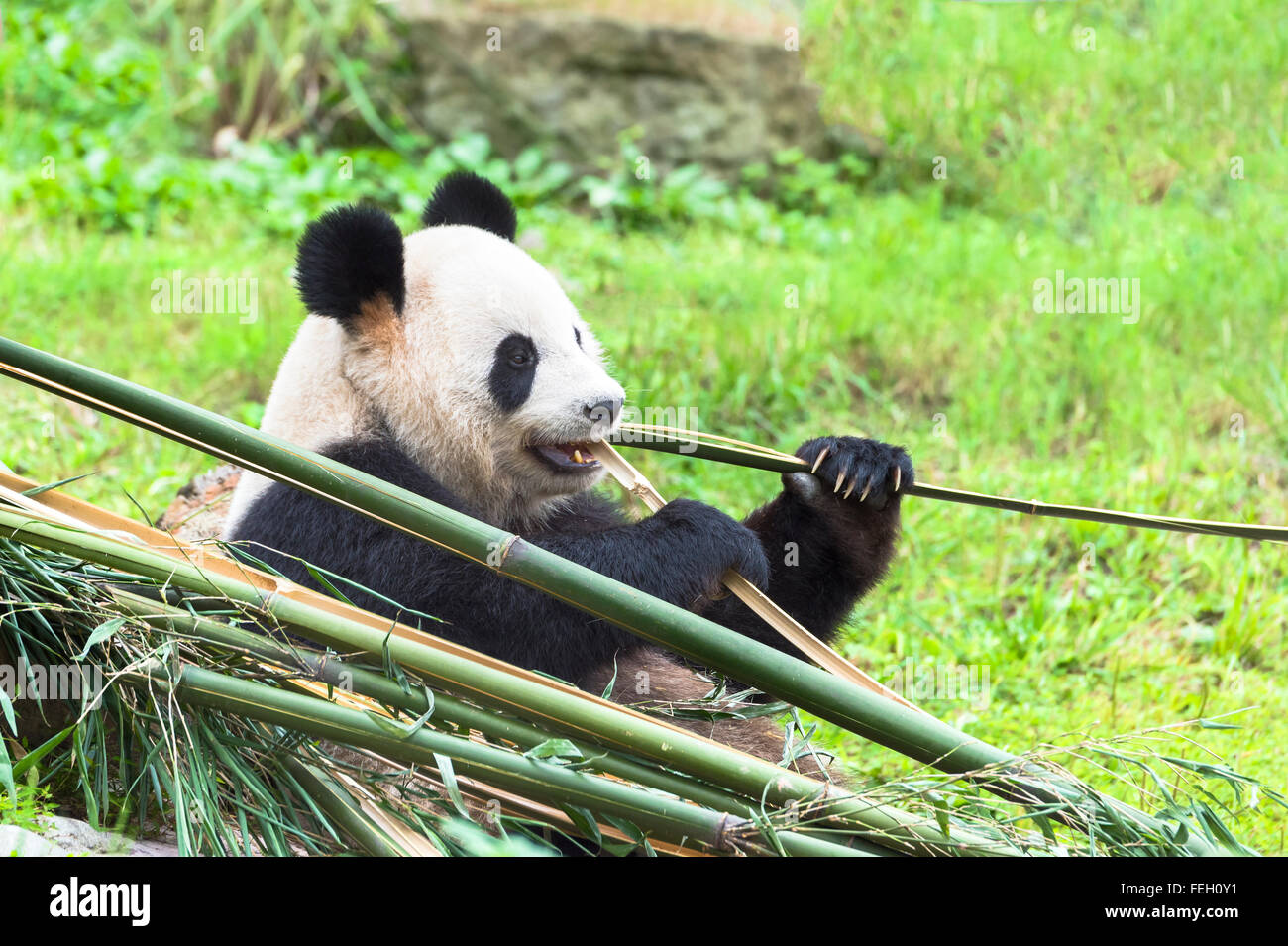 Giant Panda (Ailuropoda melanoleuca) eating bamboo, China Conservation ...