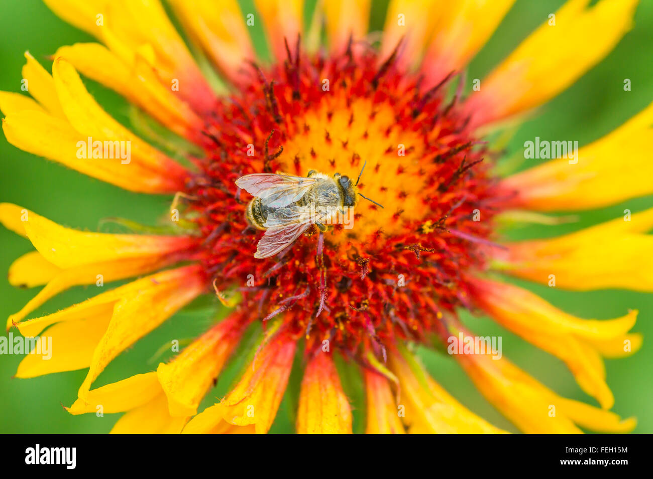 bee on a flower Stock Photo Alamy