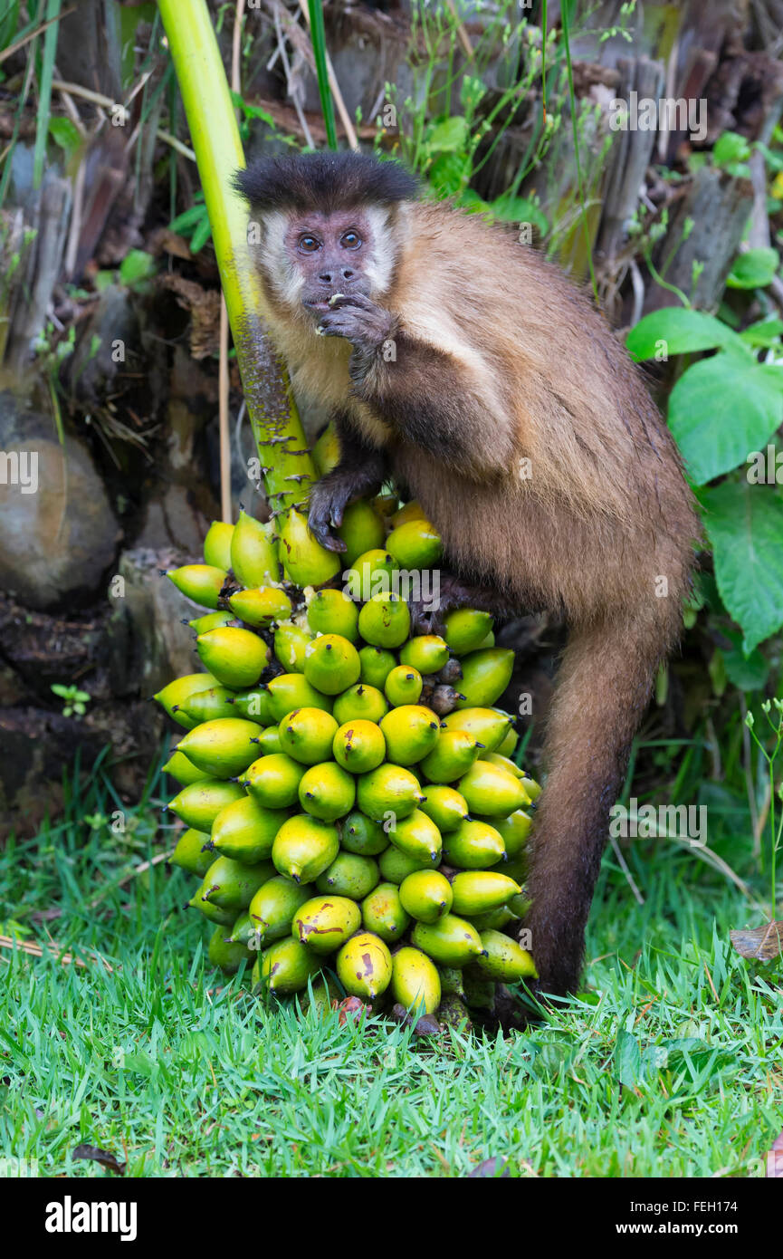 Tufted capuchin (Cebus apella), also known as brown capuchin, black-capped capuchin feeding on palm tree fruits, Brazil Stock Photo