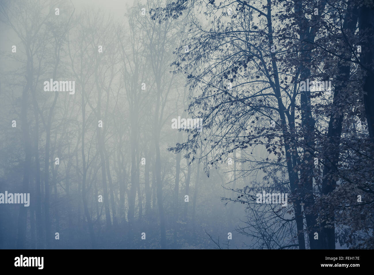 Foggy dark forest with trees silhouette in foreground, copy space Stock ...