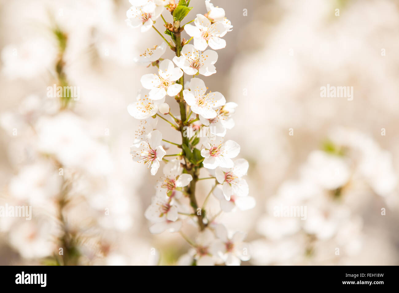 Apricot blossoms in spring, lot of copy space Stock Photo