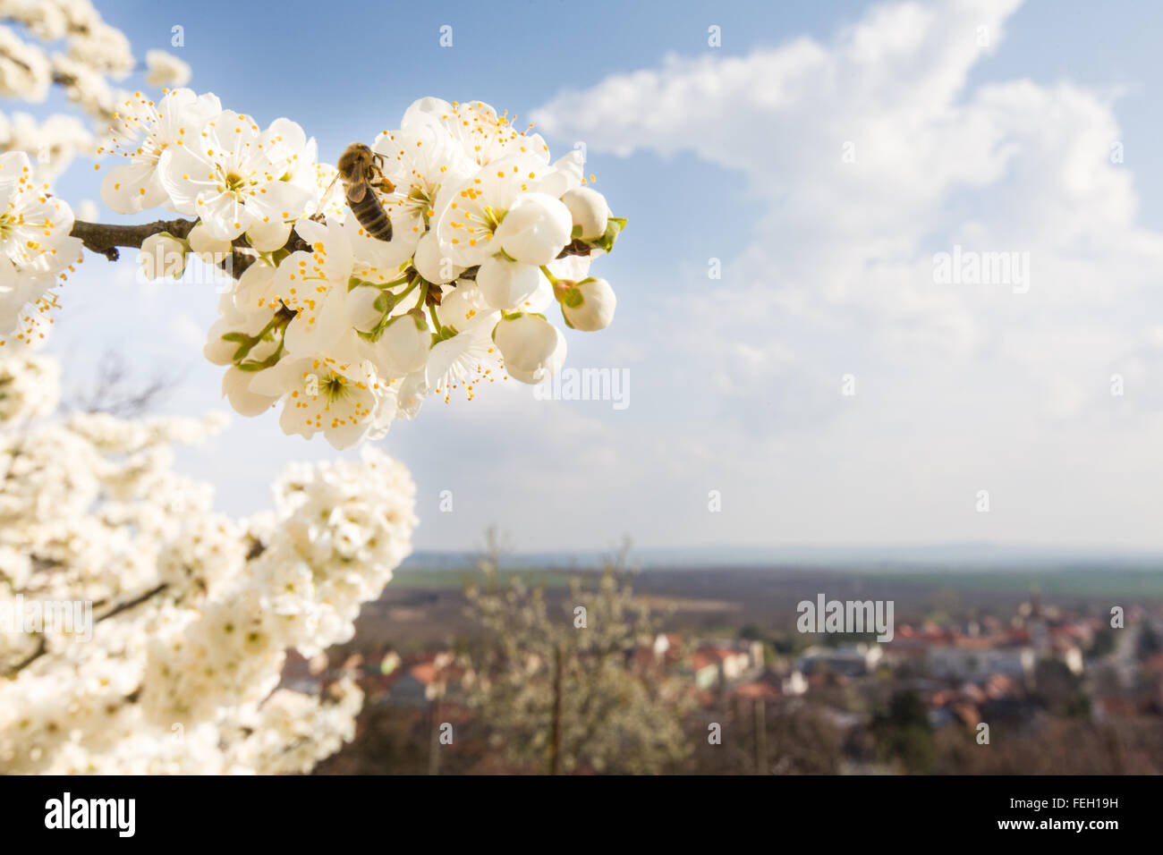 Flowering tree with bee and european city behind, copy space Stock Photo