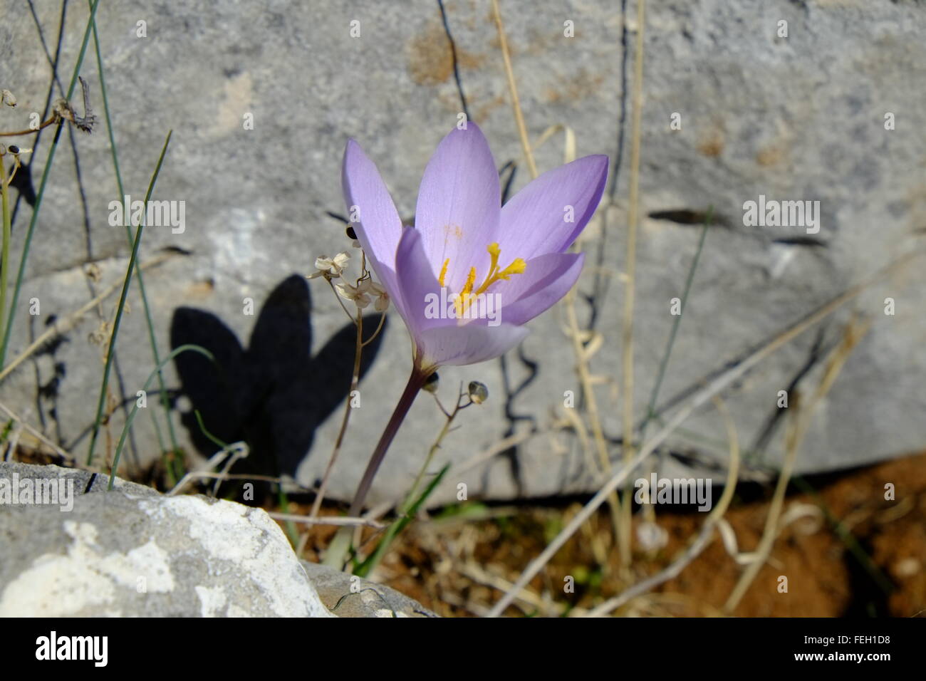 Wild crocus (crocus sativus) which produces saffron, growing at altitude. Navazuelo, Cordoba. Spain Stock Photo