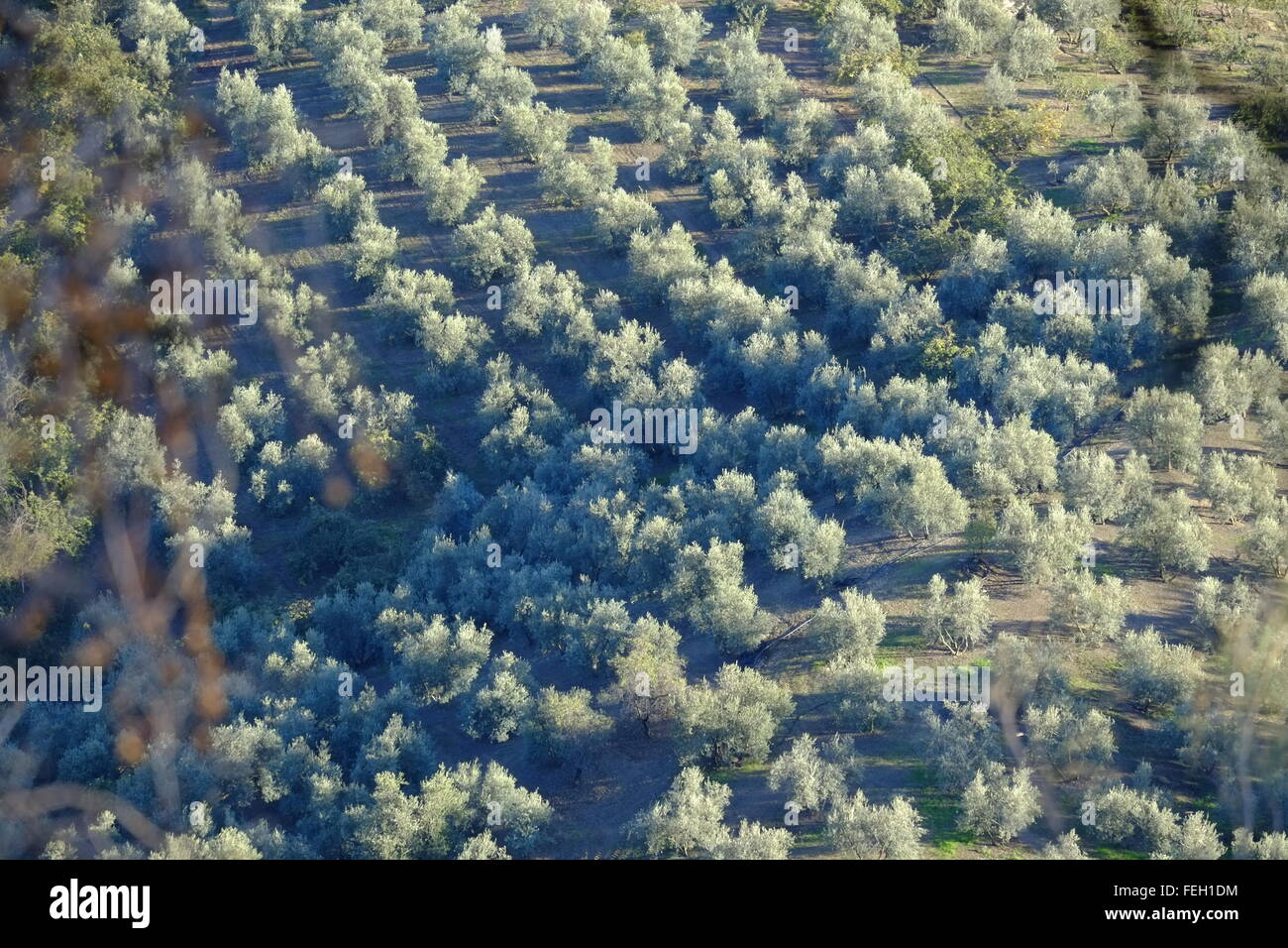 Olive groves under a late afternoon autumn sun. Carcabuey, Cordoba Province, Andalusia. Spain Stock Photo