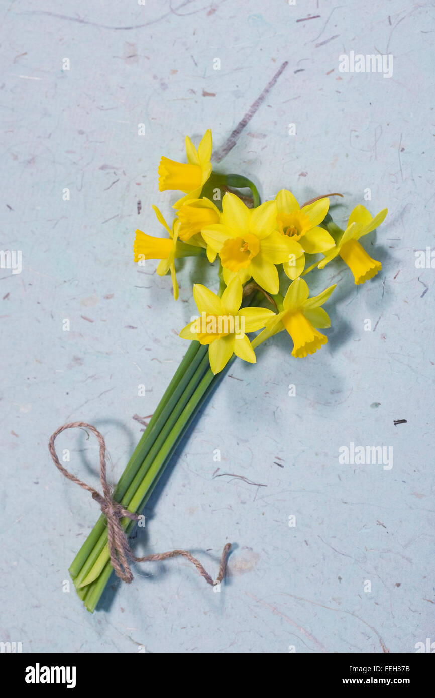 A bunch of miniature daffodils. Stock Photo
