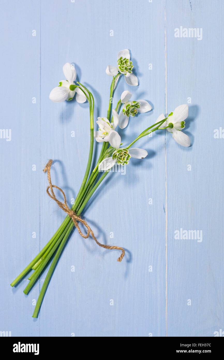 Galanthus nivalis. A bunch of snowdrops on a blue background. Stock Photo