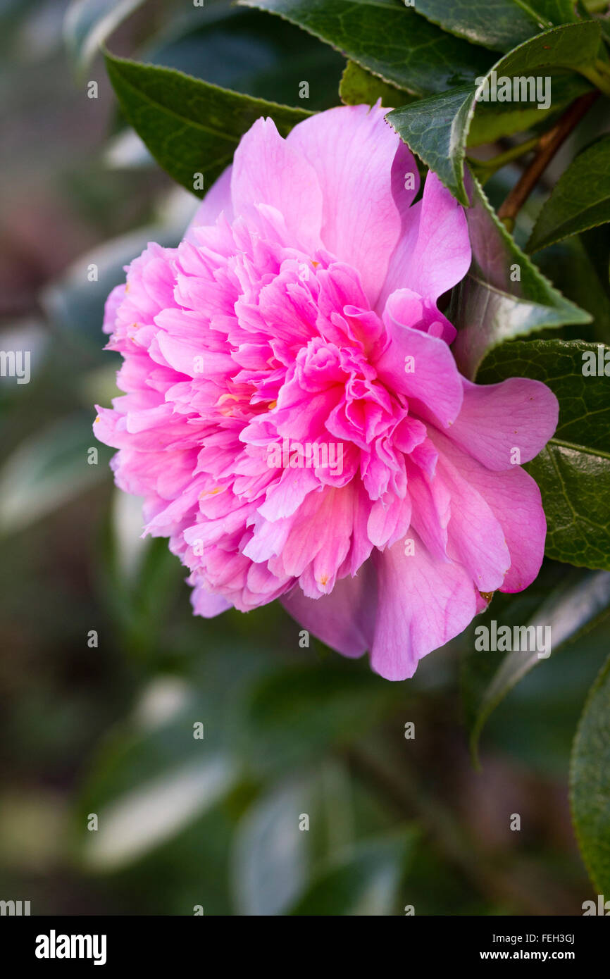 Fully double pink flowers of the winter flowering evergreen, Camellia x williamsii 'Ballet Queen Variegated' Stock Photo