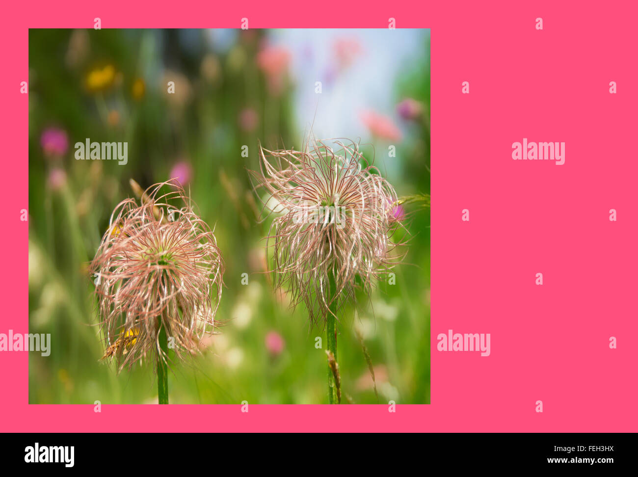 Simply holidays and anniversary greeting card with rare wild flowers Stock Photo