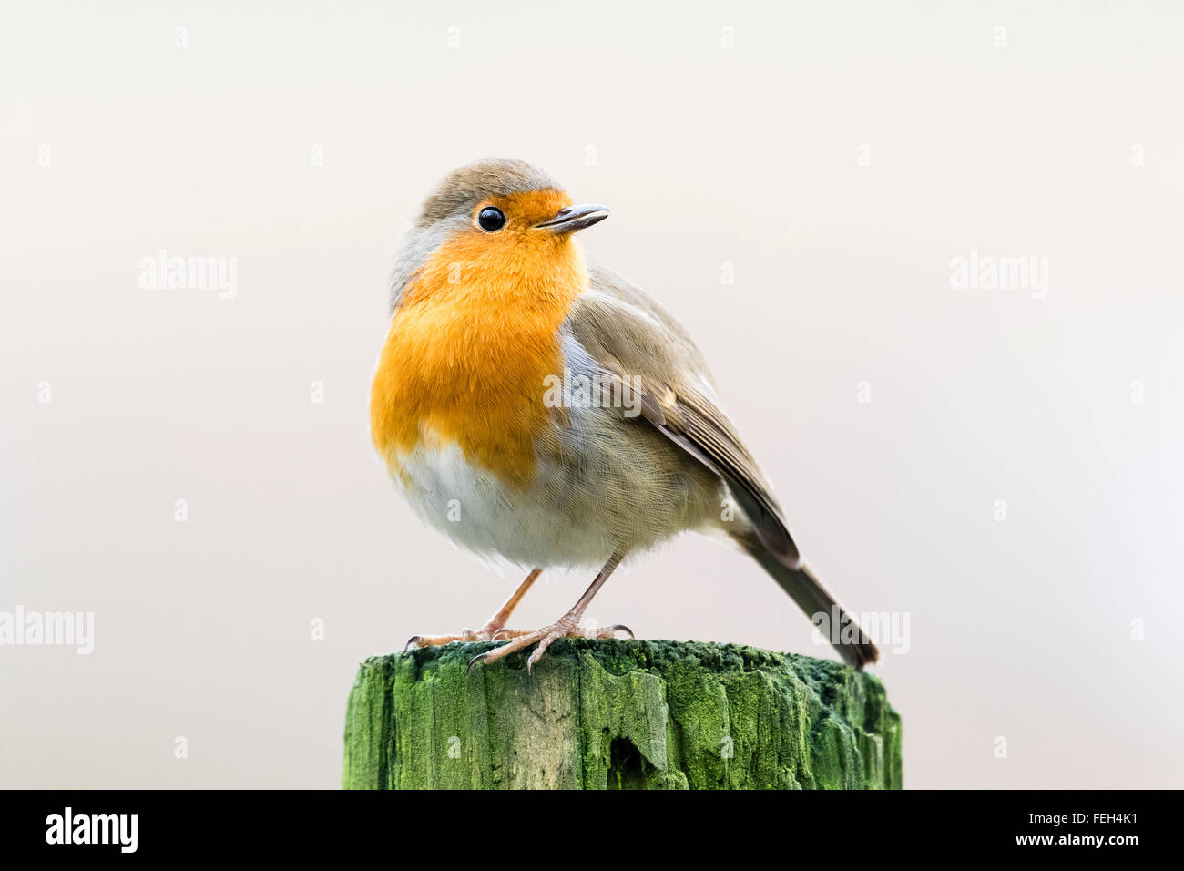 A robin posing at a local bird reserve Stock Photo