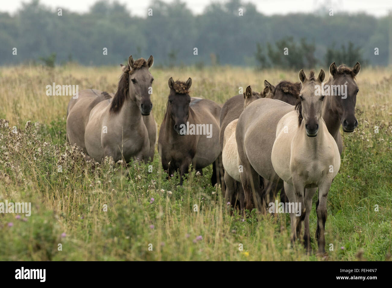 Konik ponies, Polish primitive horse, UK, The view that the Polish Konik is the most recent descendant of the European wild hors Stock Photo