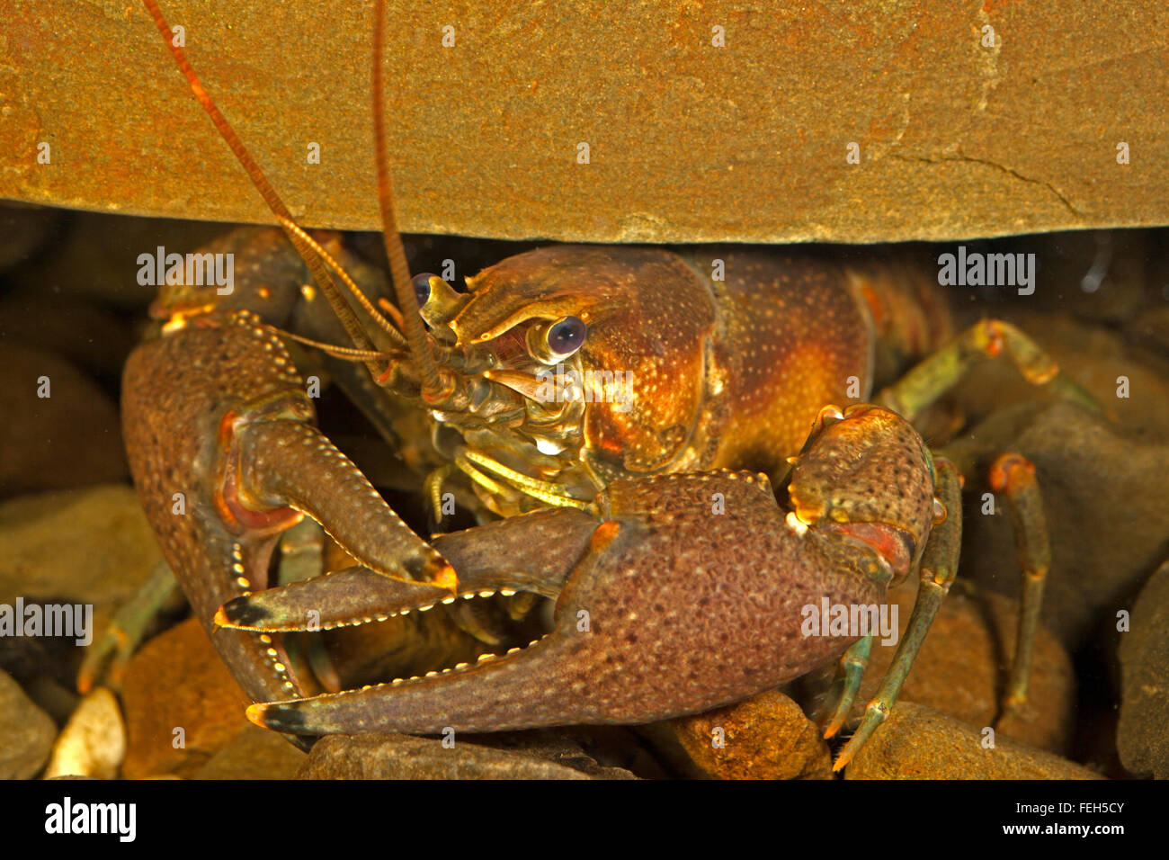 Crayfish, probably Procambarus acutus, New York, in aquarium Stock Photo