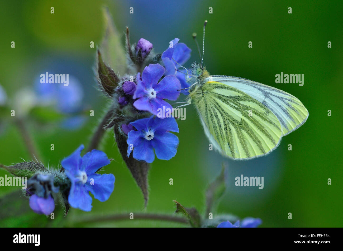 green-veined white butterfly Stock Photo