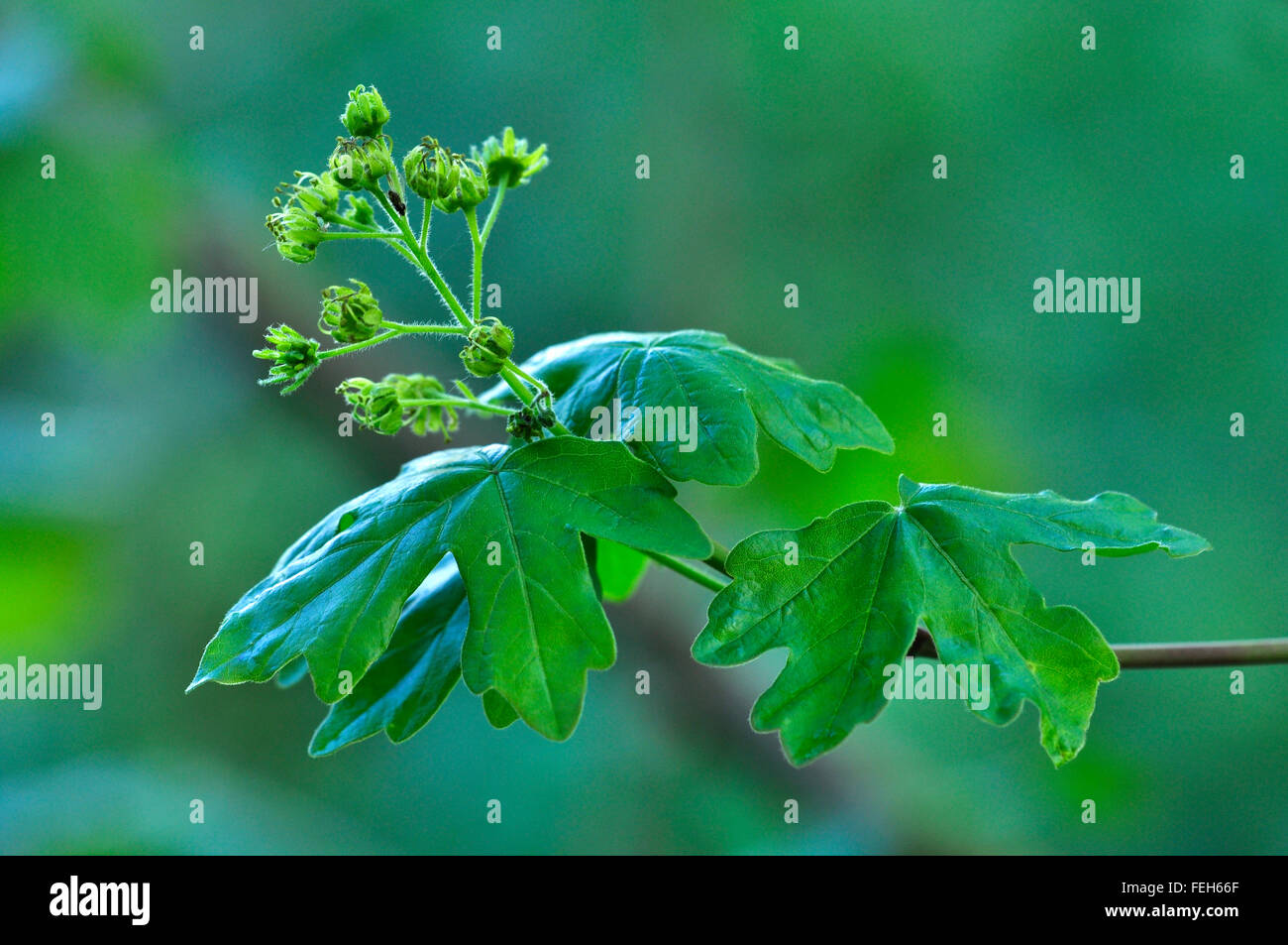 field maple blossom and foliage Stock Photo