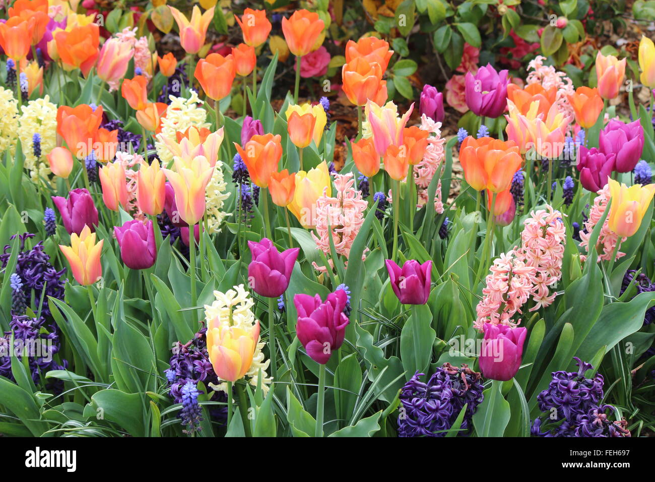 Carpet of colourful flowers Stock Photo Alamy