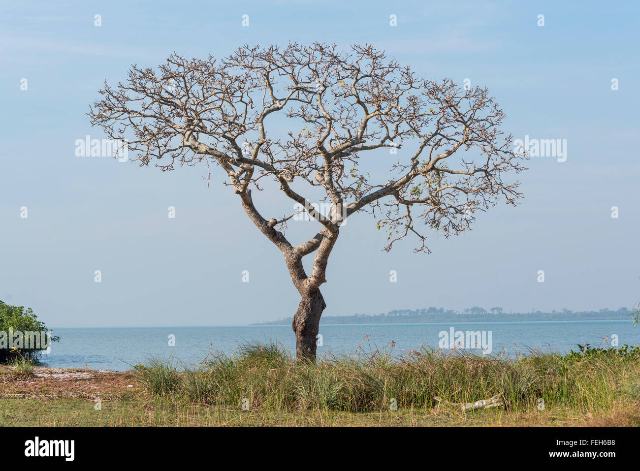 A tree on Uno island Bijagos archipelago, Guinea Bissau Stock Photo