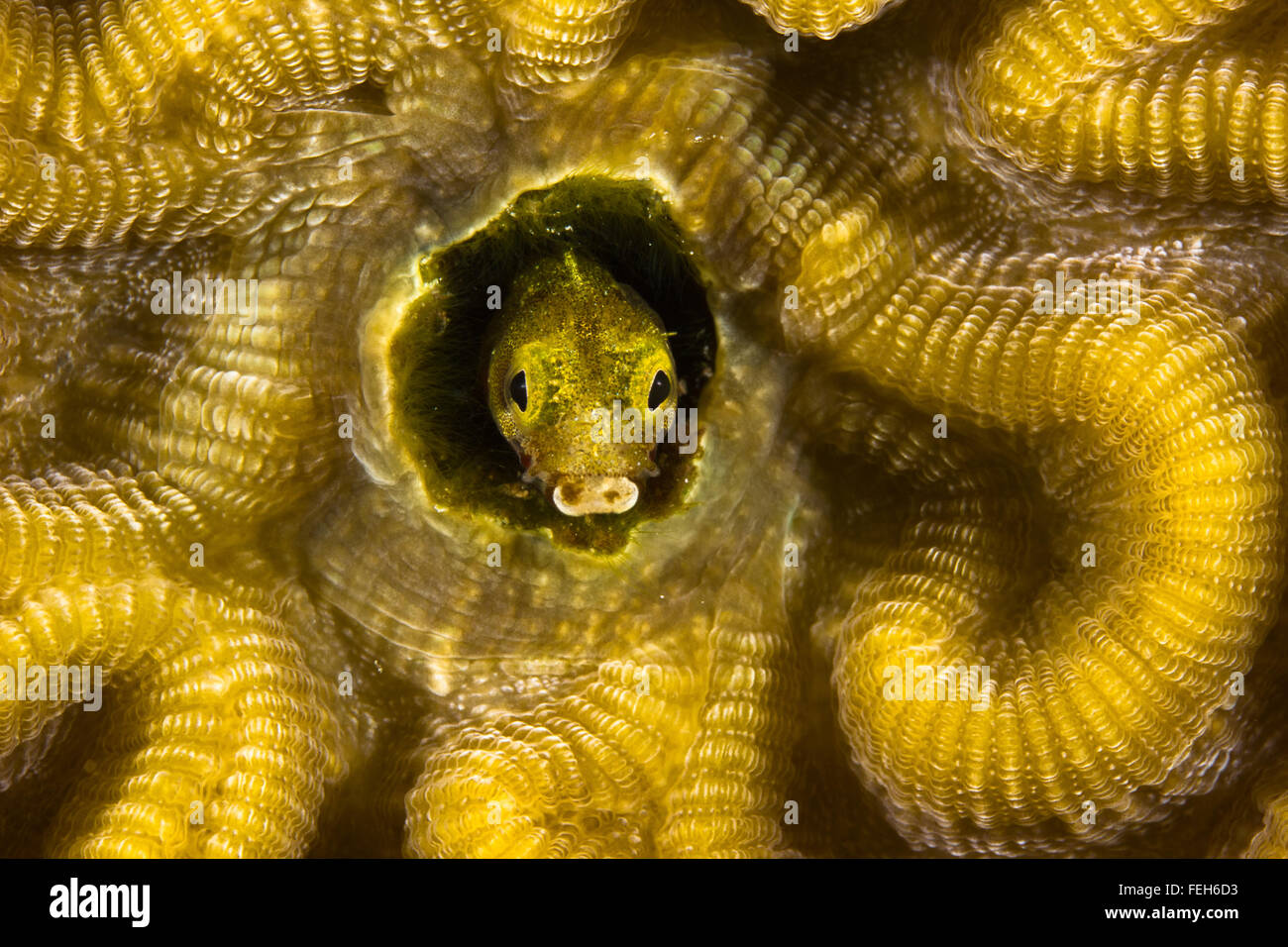 A Secretary blenny (Acanthemblemaria maria) peeks out of its tiny hole in vivid, yellow Brain coral (Diploria labyrinthiformis), Bonaire. Stock Photo