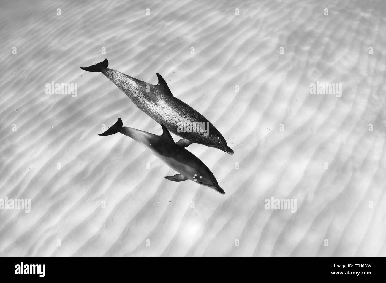 Mother and baby Atlantic spotted dolphins (Stenella frontalis) swim together in the sandy shallow waters of the Bahamas. Stock Photo