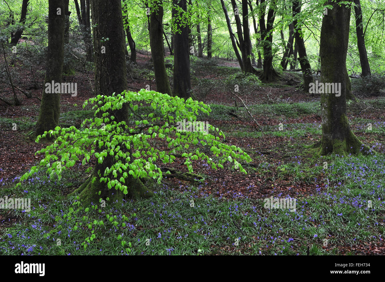 Beech woodland in spring Stock Photo