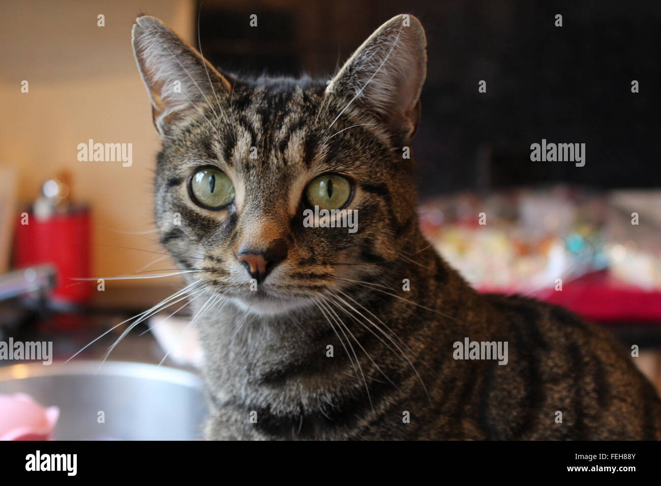 a portrait of a tabby cat Stock Photo - Alamy