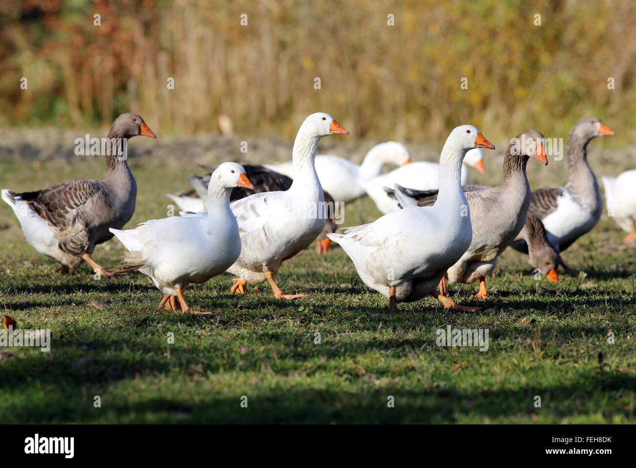 Flock of goose looking runs around on poultry farm Stock Photo Alamy