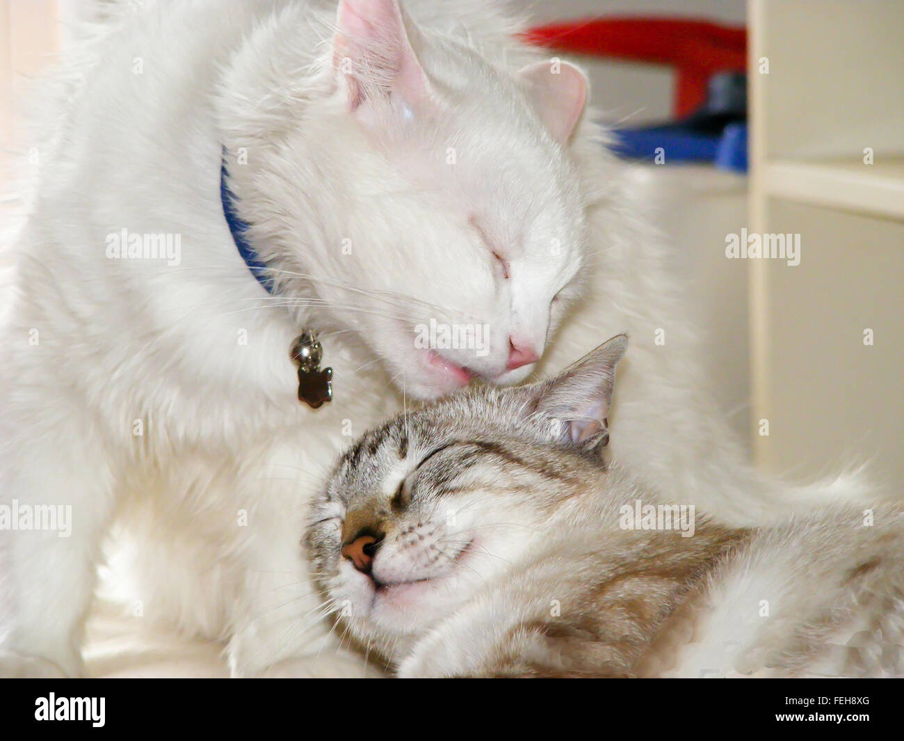 two cats Stock Photo