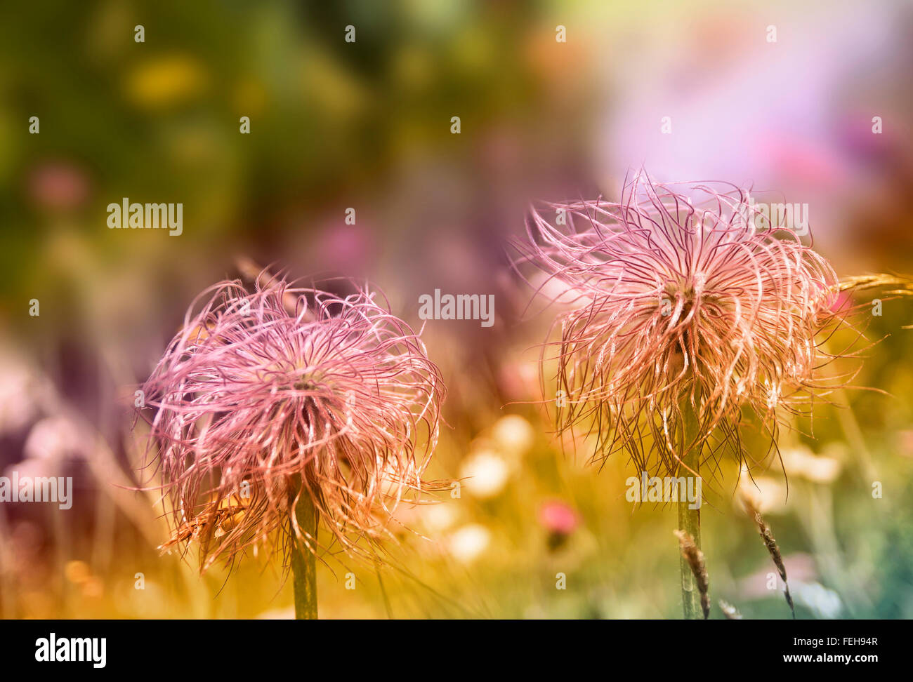 Wallpaper floral background .Creative style with colored filters. Pulsatilla vulgaris (Alpine pasque flower), Alps mountains. Stock Photo