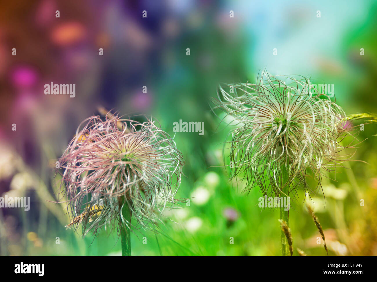 Wallpaper floral background .Creative style with colored filters. Pulsatilla vulgaris (Alpine pasque flower), Alps mountains. Stock Photo