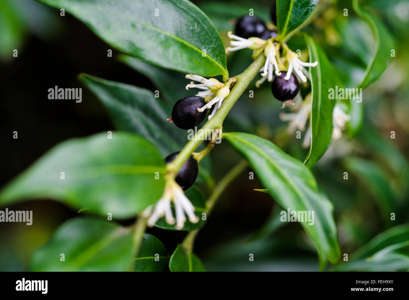 Sarcococca confusa. Christmas Box. Sweet Box. Stock Photo