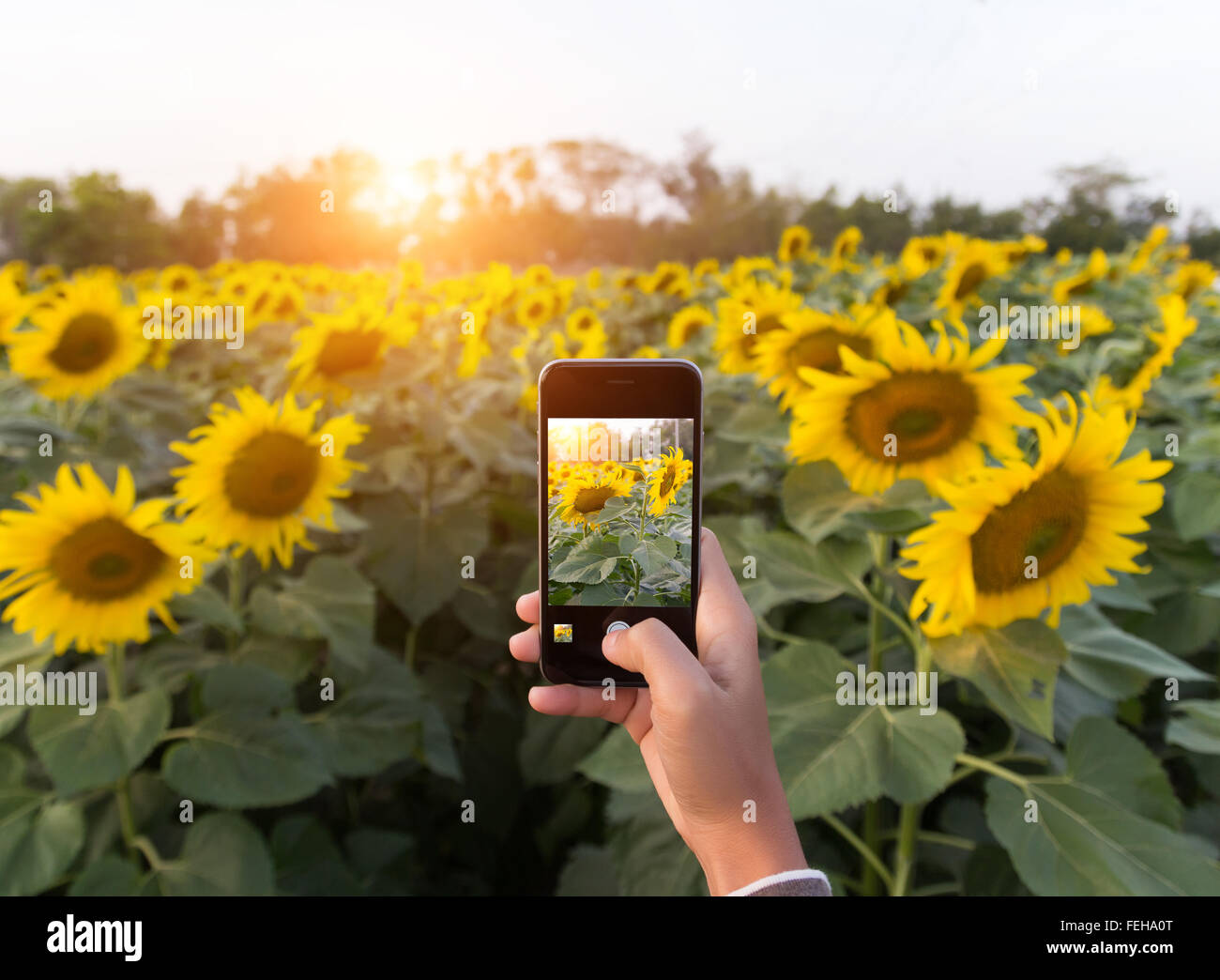 hand using phone taking photo beauty sunflower field Stock Photo