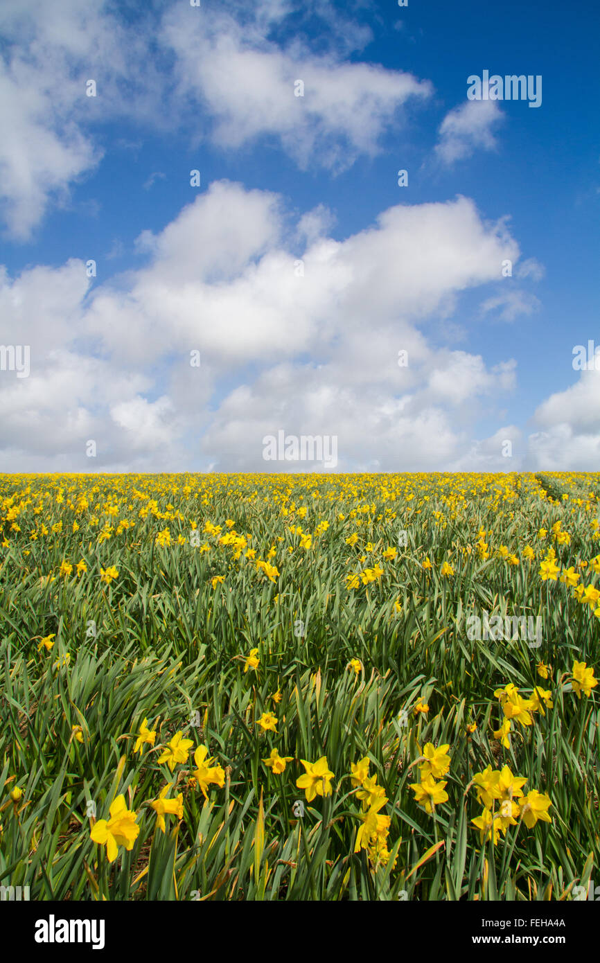 An agricultural field full of daffodils under a blue sky with white clouds. Stock Photo
