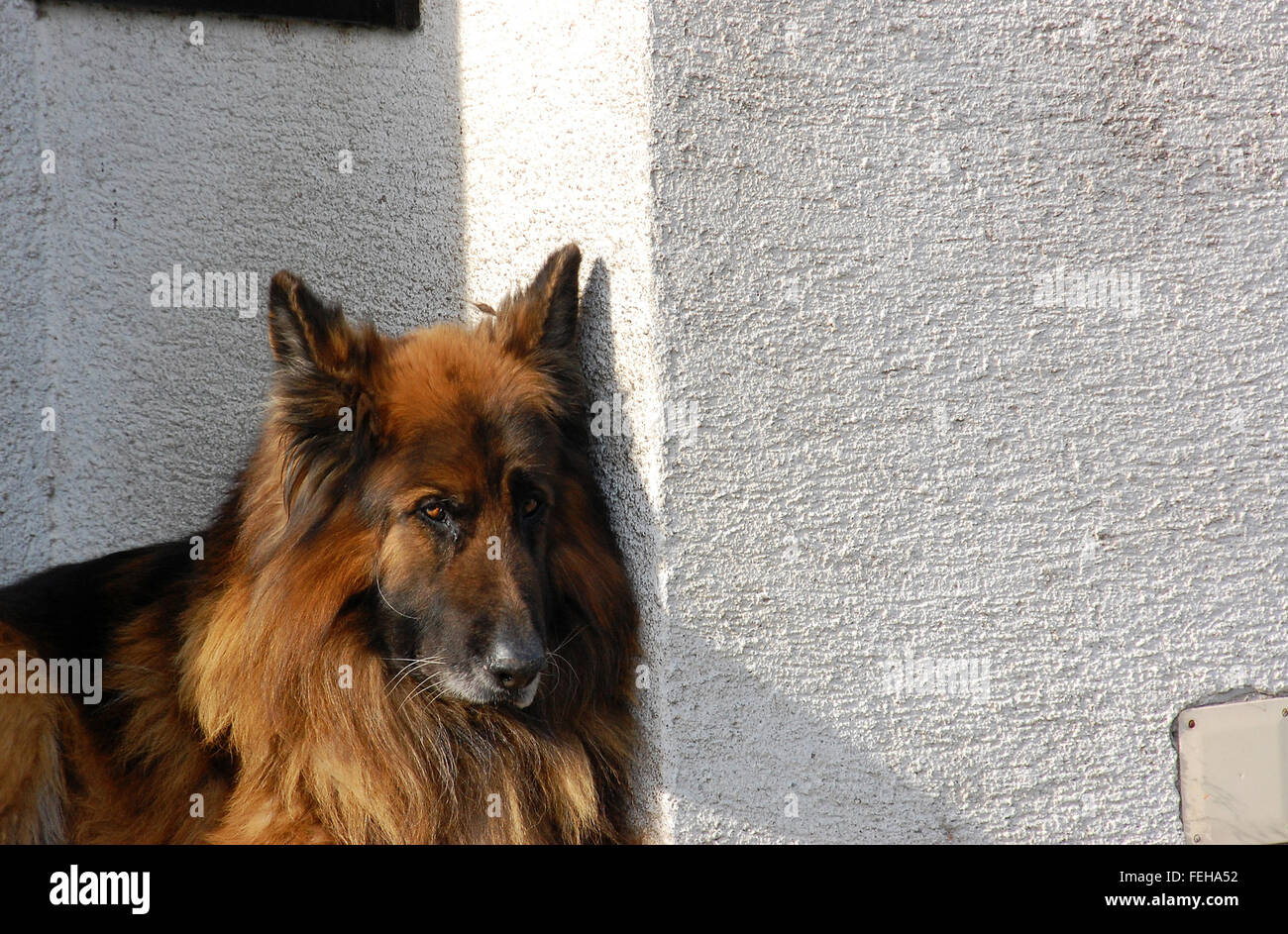 German Shepherd slumbers on the stairs in front of the house Stock