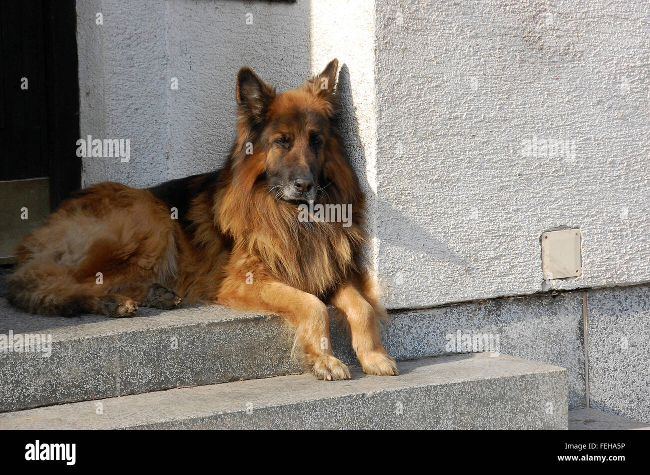 Are Stairs Bad For German Shepherds