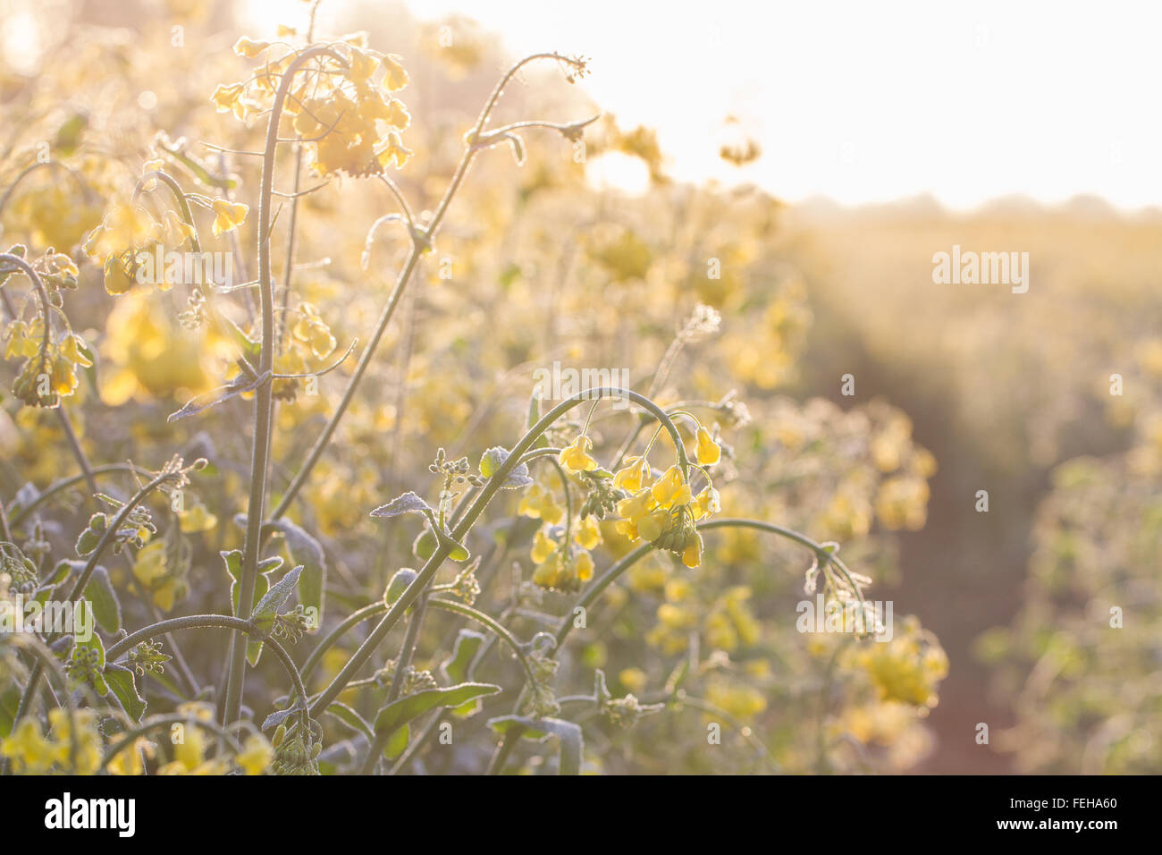 Rapeseed field and flowers during a sunrise.  Brightly backlit, yellow rapeseed field. Flower background. Stock Photo